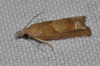 Eucosma conterminana