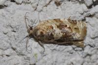 Argyrotaenia ljungiana