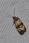 Cochylichroa atricapitana