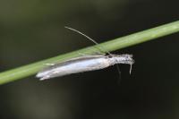 Pleurota aristella