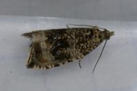 Celypha lacunana