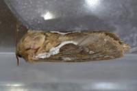 Korscheltellus lupulinus