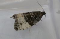 Hedya pruniana