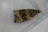 Celypha lacunana