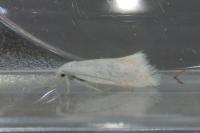 Elachista argentella
