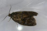 Ptycholoma lecheana