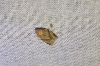 Clepsis consimilana