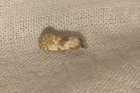Cochylis