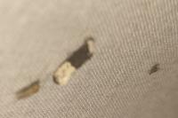 Trichophaga bipartitella