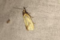 Agapeta hamana