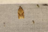 Clepsis consimilana
