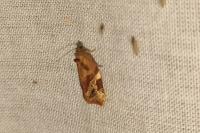 Ditula angustiorana