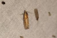 Eucosma