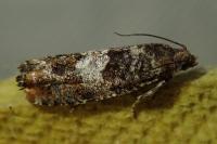 Epinotia rubiginosana