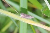 Dichrorampha