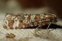 Rhyacionia pinivorana
