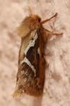 Korscheltellus lupulinus