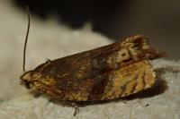 Eucosmomorpha albersana