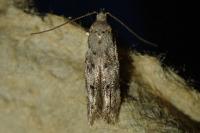 Carpatolechia