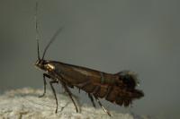 Glyphipterix thrasonella