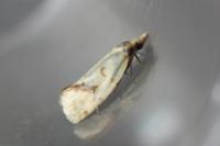 Agapeta hamana