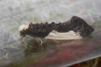 Monopis monachella