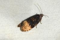Hedya ochroleucana