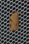 Clepsis spectrana