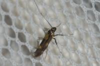 Euspilapteryx auroguttella