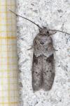 Blastobasis glandulella