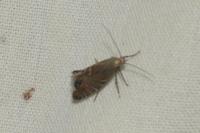 Glyphipterix thrasonella