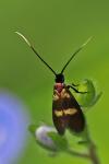 Cauchas fibulella