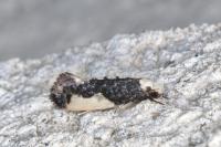 Monopis monachella