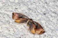 Archips podana