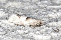 Epinotia bilunana