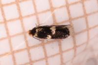 Ectoedemia heringi
