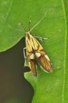 Alabonia geoffrella