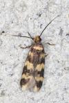 Oegoconia