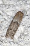 Blastobasis phycidella