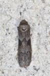 Blastobasis glandulella