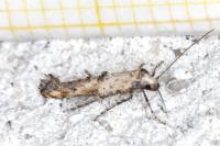 Epermenia