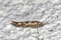 Scythris limbella