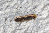 Monopis crocicapitella