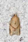 Clepsis consimilana