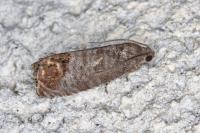 Cydia pomonella