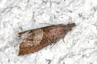 Dichrorampha acuminatana