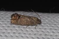 Cydia pomonella