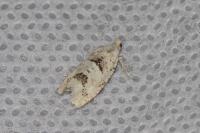 Epinotia bilunana