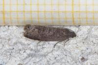Grapholita