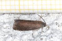 Grapholita tenebrosana